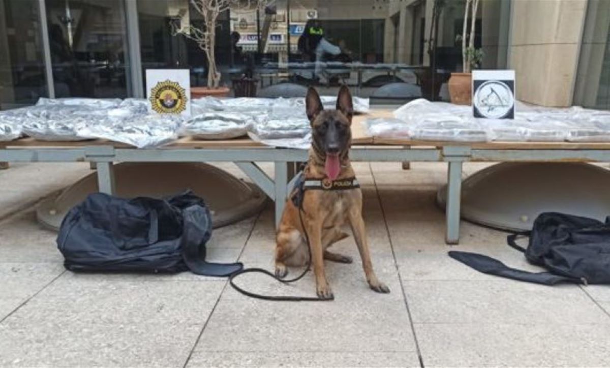 Imagen del perro Kata que localizó la droga. Foto