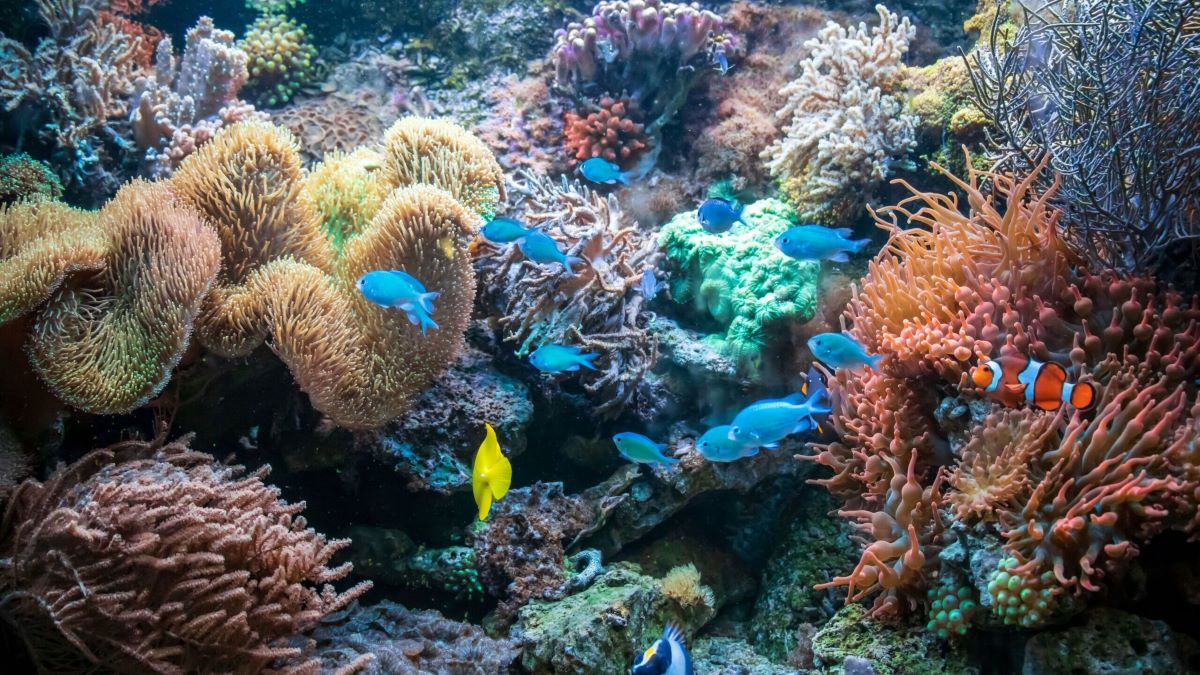 Foto: Maritime Blue Growth (MBG)