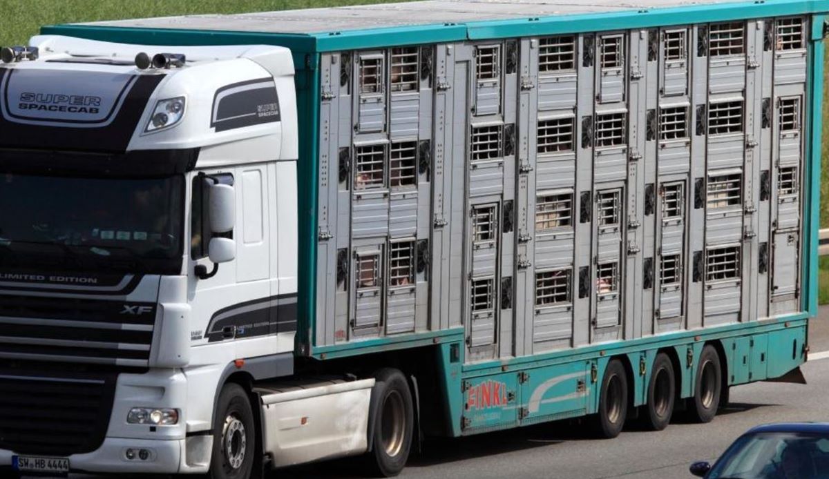 Imagen de un transporte de animales vivos. Foto de archivo