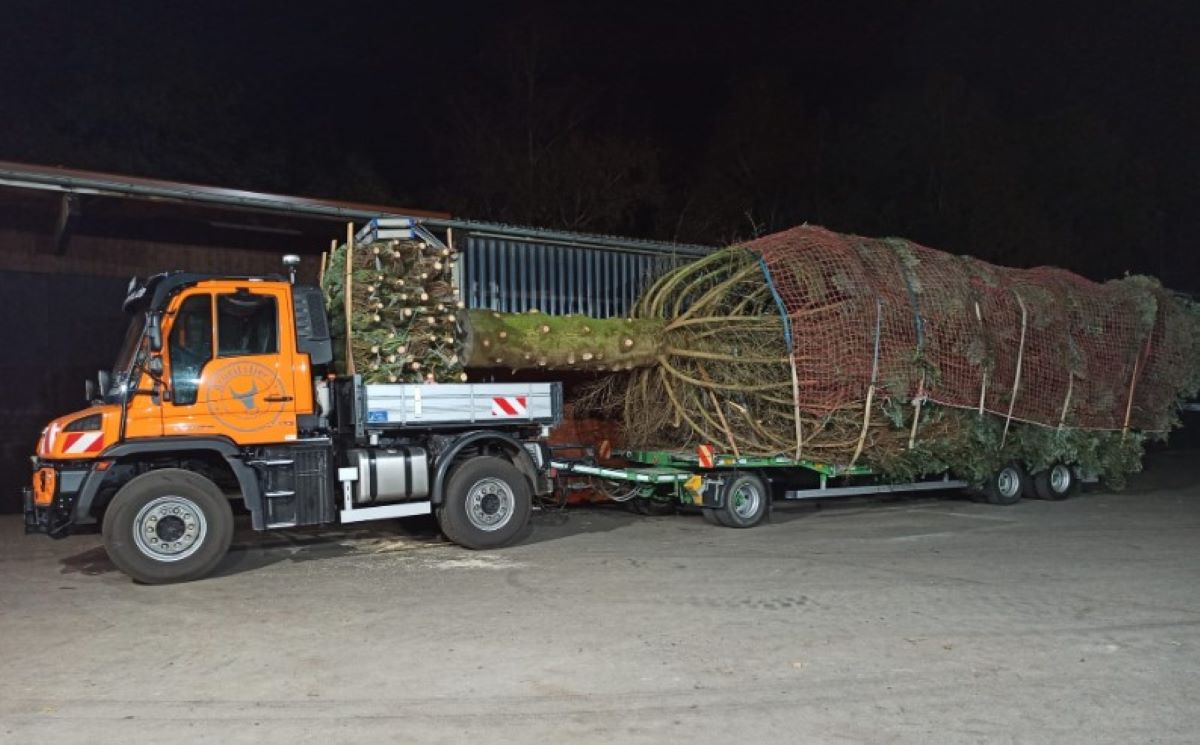 El Unimog U435 transportando el abeto. Foto: Daimler Truck