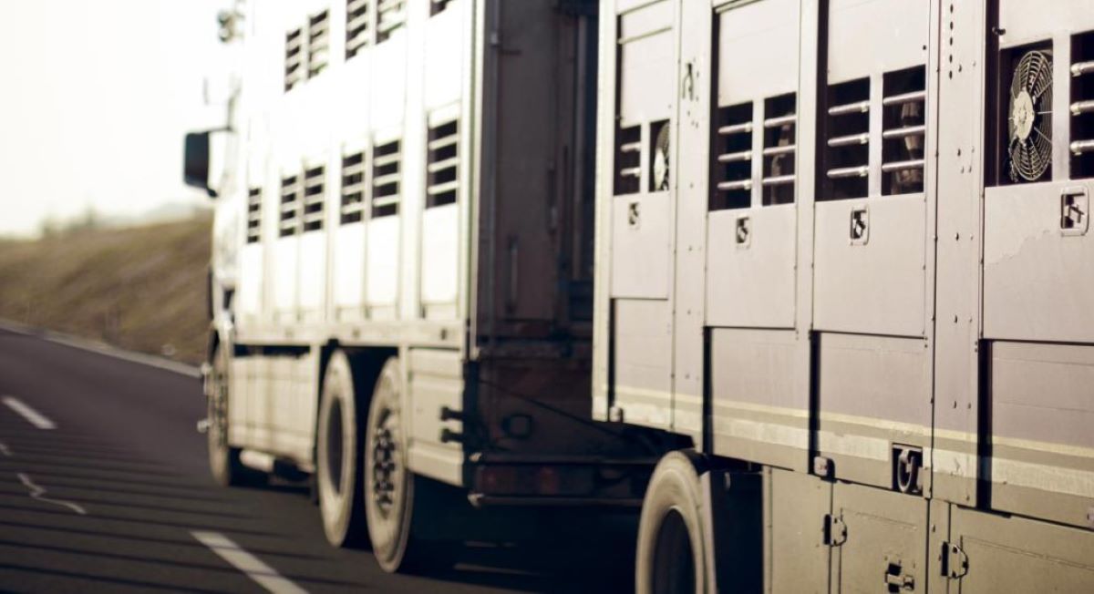 Transporte de animales vivos. Foto: IRU
