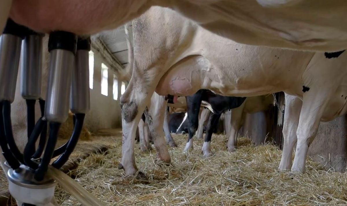 Imagen de ordeño de vacas lecheras. Archivo
