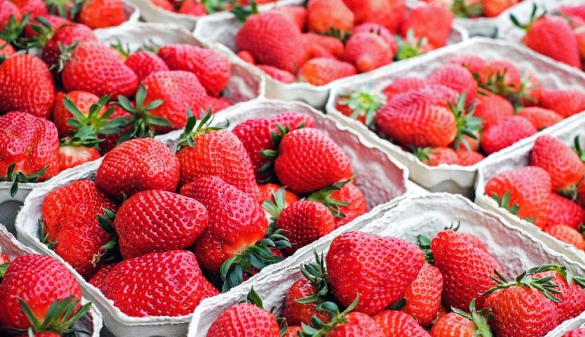 Imagen de fresas envasadas. Foto de archivo