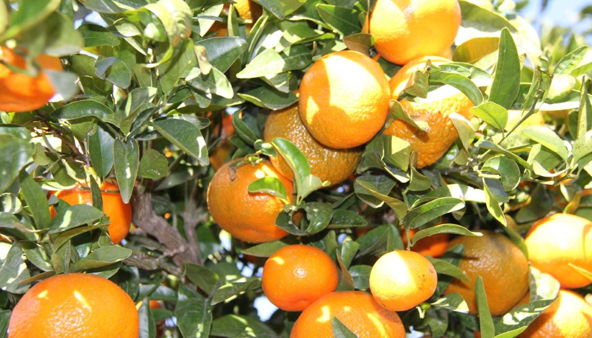 Imagen de mandarinas de la variedad Nadorcott. Foto: Fruiting.com