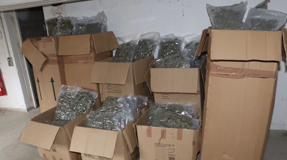 Imagen de la marihuana incautada. Foto: Oficina principal de aduanas de Braunschweig