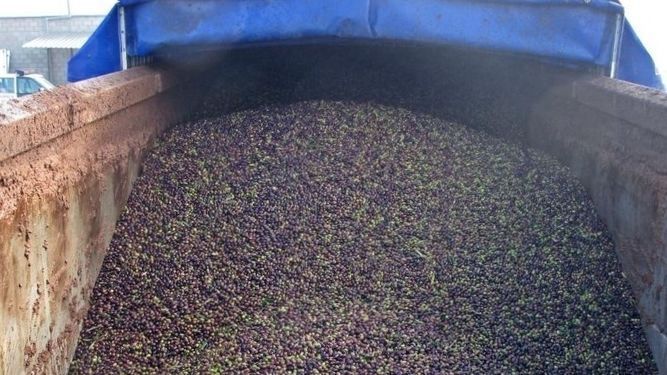 ACEITUNAROBO
