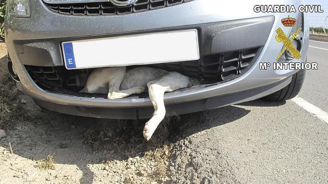 ATROPELLOANIMALES