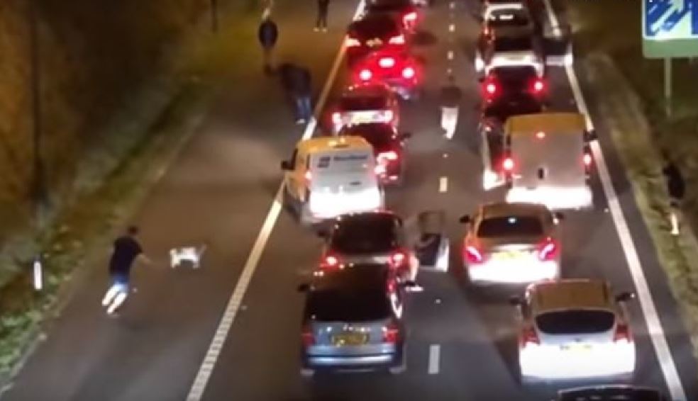 Conductores intentando atrapar a la cabra