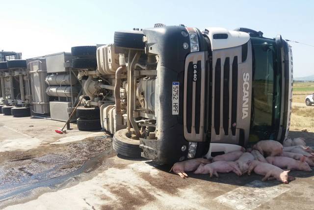 CAMIONVUELCOCERDOS