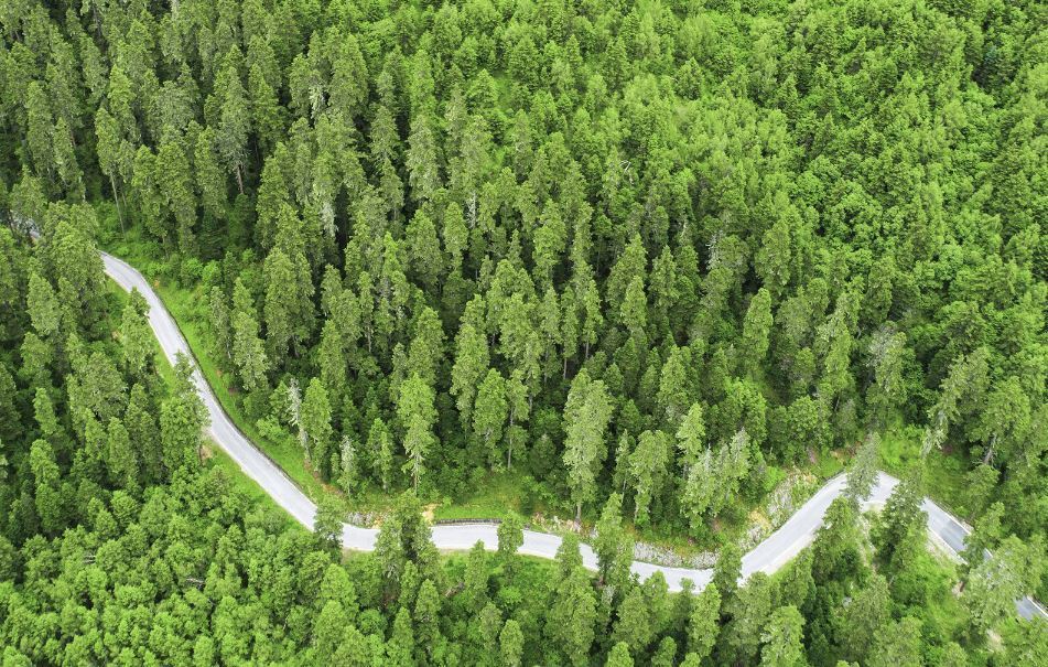 Imagen de un bosque con emisiones neuras de carbono