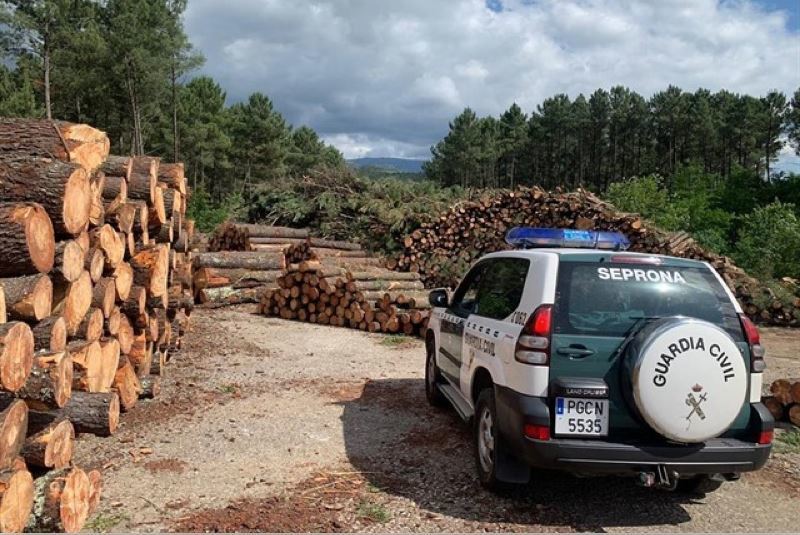 Agentes de la Guardia Civil junto a la madera de pino contaminada