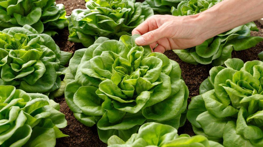 FLORETTE