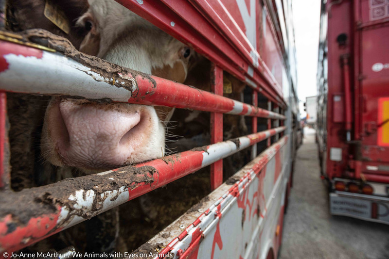 Imagen de un transporte de animales vivos