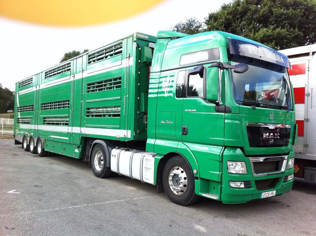  /></p>
<p>El futuro de la empresa, con su último camión adquirido hace cinco meses, pasa por “seguir con el trabajo que nuestros antecesores comenzaron, ya que tenemos una empresa reconocida y que funciona, contando con empleados de confianza, que algunos llevan con nosotros 25 años. El objetivo es cuidar a los clientes que tenemos de toda la vida a la vez de aumentar negocio siendo competitivos», explica Vallina.</p>
<p>“Hasta ahora hubo mucho trabajo, se han sacrificado en el último año muchas vacas, cualquier lunes entre agosto y casi noviembre de 2016 manejamos todas las semanas casi 500 vacas para mataderos de domingo a miércoles. Eso empieza a notarse, porque hay escasez de terneros. Actualmente tengo más trabajo fuera de Asturias, con clientes de toda la vida que traen terneros de importación. Voy de aquí a Lérida medio vacío, y cargo allí terneros para Castilla León, Toledo… Al faltar terneros del norte, vienen de Lituania, Rumanía… Como referencia decir que por ejemplo hace un año tengo cargado los jueves en mis camiones más de 1.000 terneros», concluye Rafael.</p>
<p>Otro de los factores que influye notablemente al sector del transporte de ganado en España es la exportación de ganado para los países musulmanes. Aunque fueron muchos los mataderos que intentaron crear su línea de carne para exportar, las técnicas de sacrificio de los animales para los musulmanes es muy diferente a las de Europa, con lo que resulta más sencillo vender el ganado vivo. “Se están cargando barcos con ganado español que hacen una ruta por el Mediterráneo parando en varios puertos como El Cairo. Los carniceros suben, compran las cabezas que les interesan y el barco sigue ruta. Cuando el barco viene a cargar, hay mucho movimiento en el sector del transporte español de ganado», explica Vallina.</p>
<p>Fuente:   <a href=