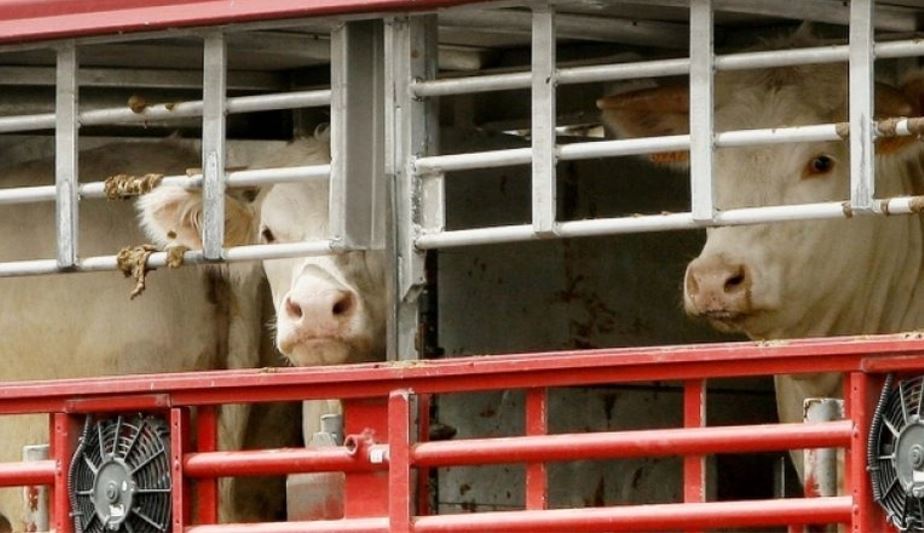 Imagen de exportaciones de ganado, según las ONG