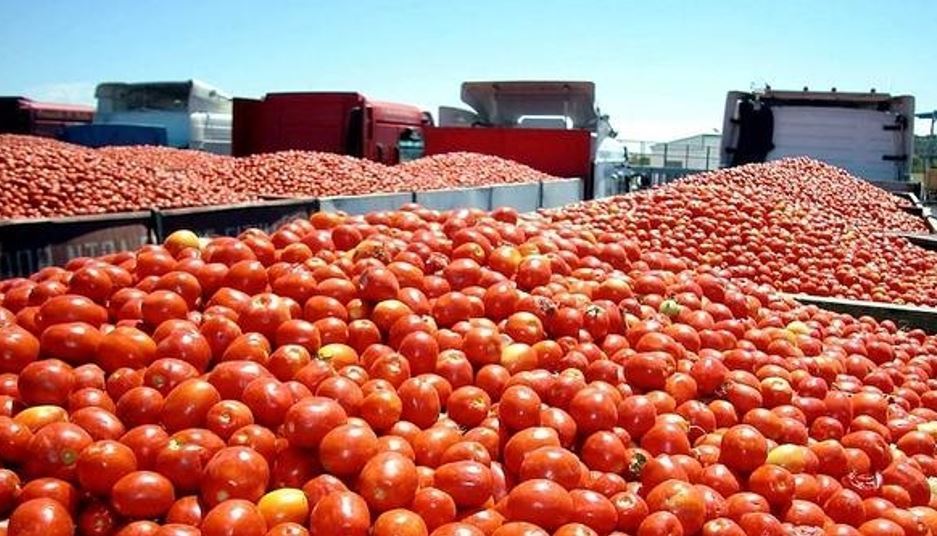 Las cooperativas de Extremadura piden menos "presión" en el control de transporte de tomate