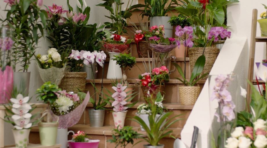 Flores en las tiendas de Lidl