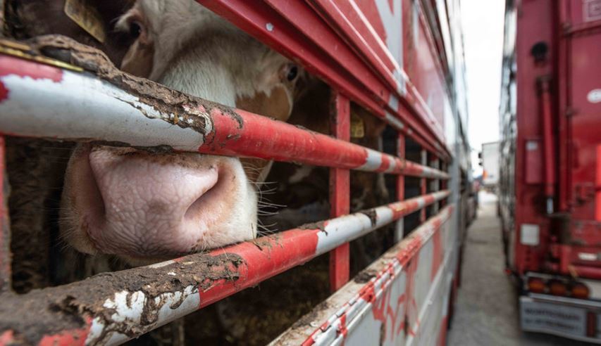 Imagen de un transporte de animales vivos