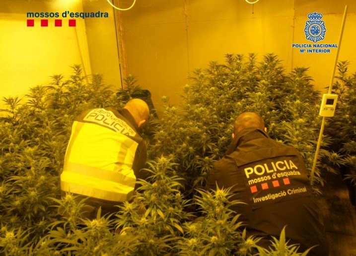 Plantación de marihuana incautada por la policía