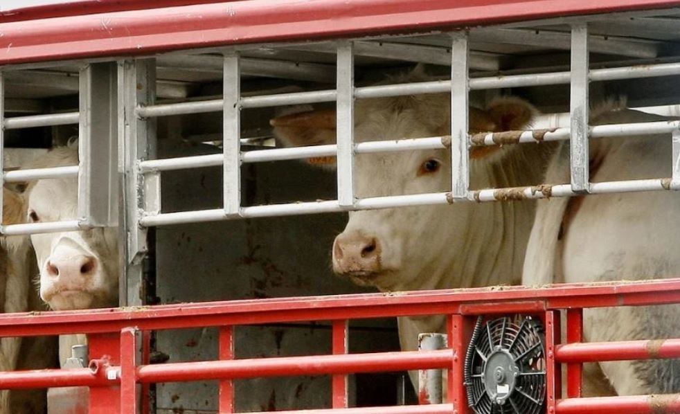 Transporte de animales en un camión