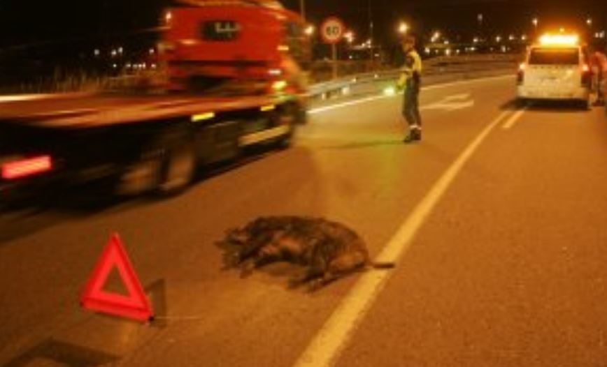 Un jabalí atropellado. Archivo