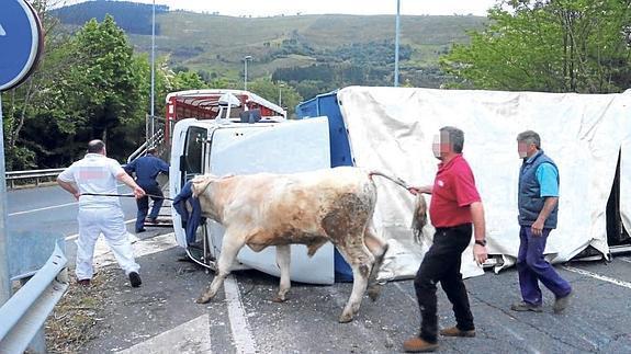 ROBADOCAMIONGANADO