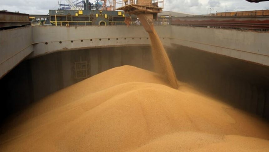 Imagen de trigo de exportación dice Putin de Rusia desde Ucrania