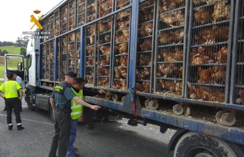 imagen del camión cargado de gallinas