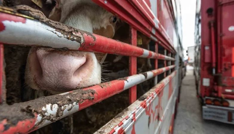 Transporte de animales vivos
