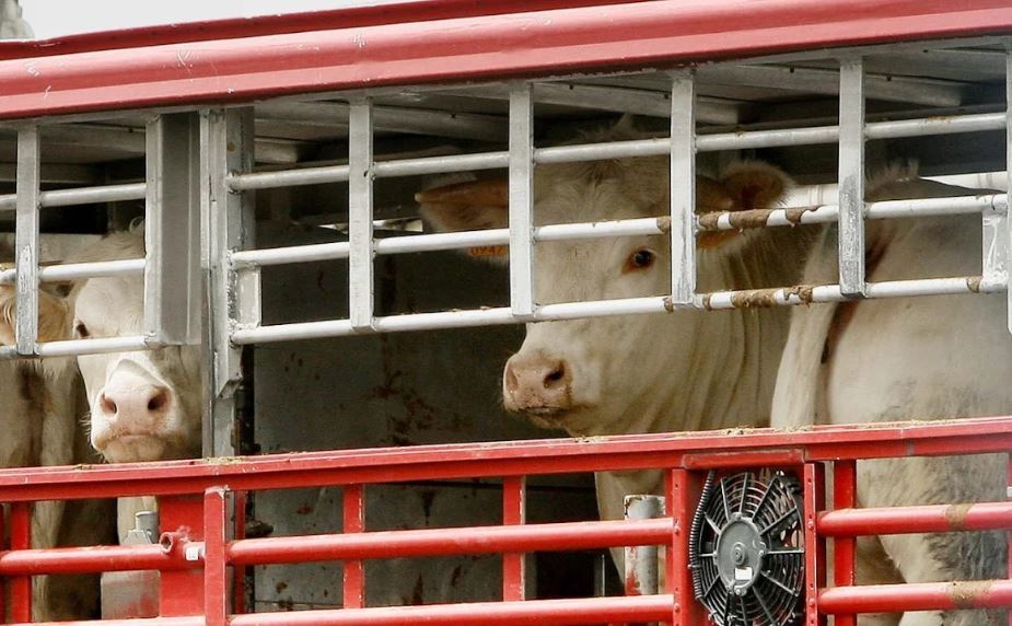 Un transporte de animales vivos