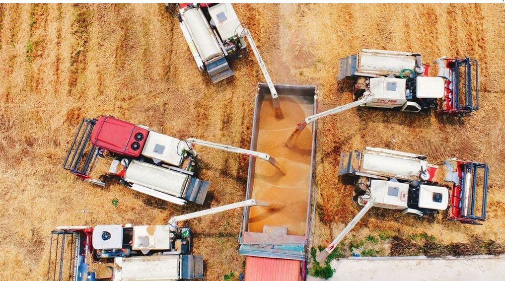 Imagen de recogida de trigo en Ucrania para el transporte por corredores terrestres
