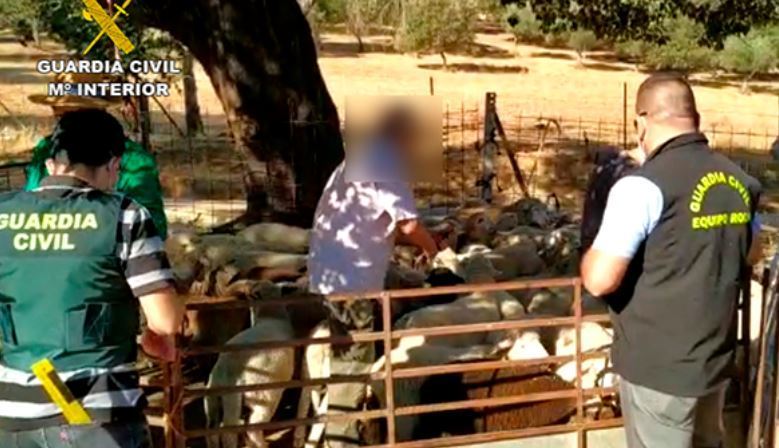 Detenido y 47 investigados por falsificación en el transporte de ganado