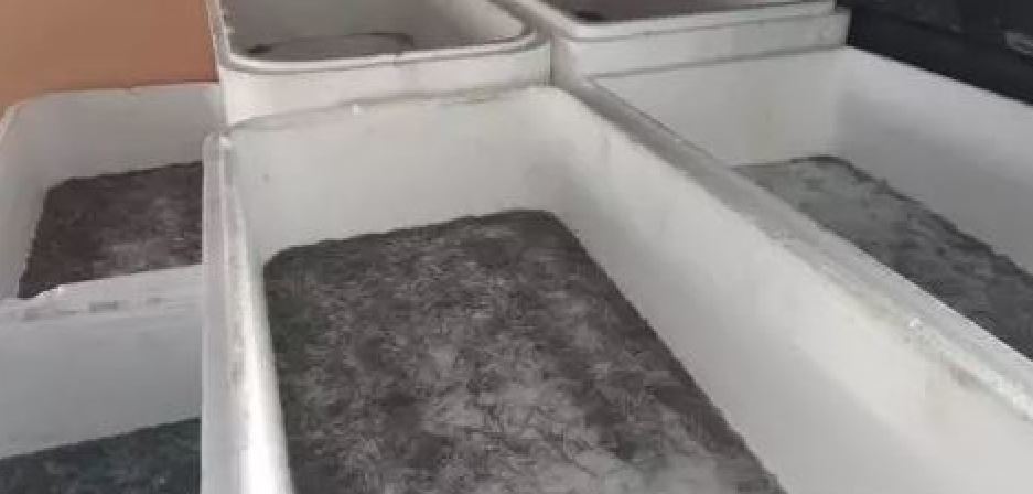 Detenidas 49 personas en toda Europa en un duro golpe al tráfico de angulas