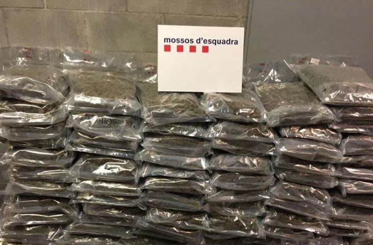 Imagen de la marihuana incautada por los Mossos