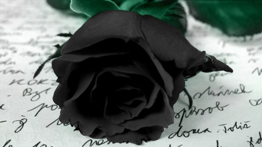Una rosa negra en señal de luto