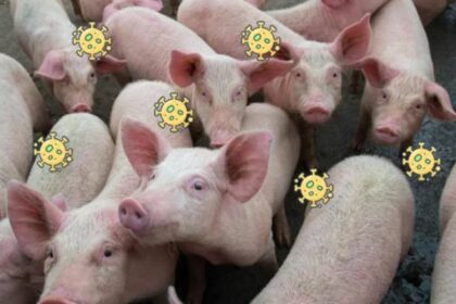 Fenadismer exige a la Generalitat que pida perdón por acusar a los transportistas de la peste