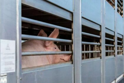 CETM Animales Vivos pide reforzar la seguridad ante la peste porcina africana