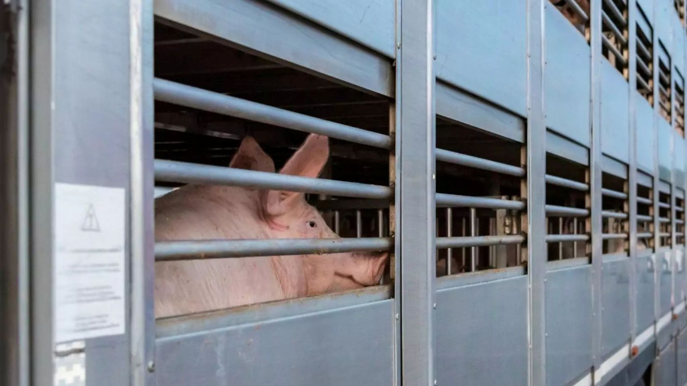 Lleida acoge el I Foro Nacional del Transporte de Animales Vivos