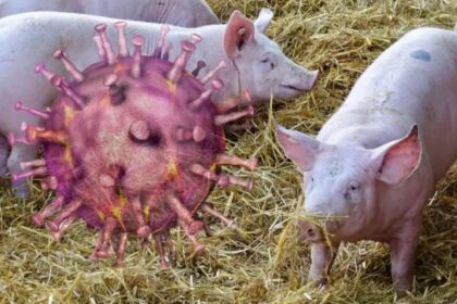 CETM rechaza que la Generalitat señale sin pruebas a un camionero por el brote de peste africana