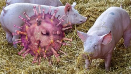 CETM rechaza que la Generalitat señale sin pruebas a un camionero por el brote de peste africana