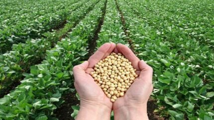 El precio de los principales productos agrícolas puede aumentar un 8,5% este año por la guerra de Irán