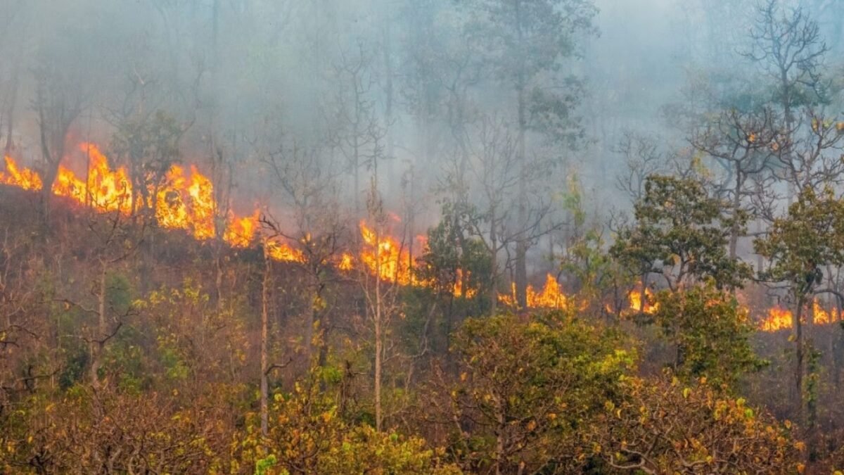¿Que hacer si te encuentras con un incendio forestal en la carretera?. Foto: Alquiber ¿Que hacer si te encuentras con un incendio forestal en la carretera?